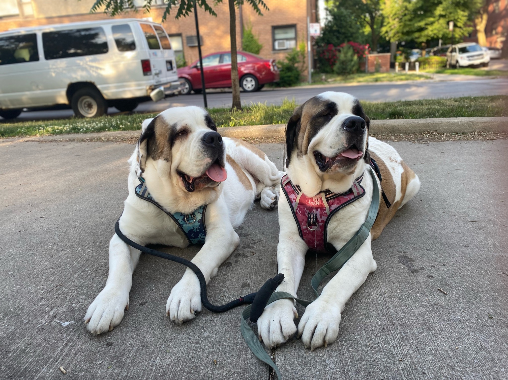 Eleanor and Herbert lying on a sidewalk
