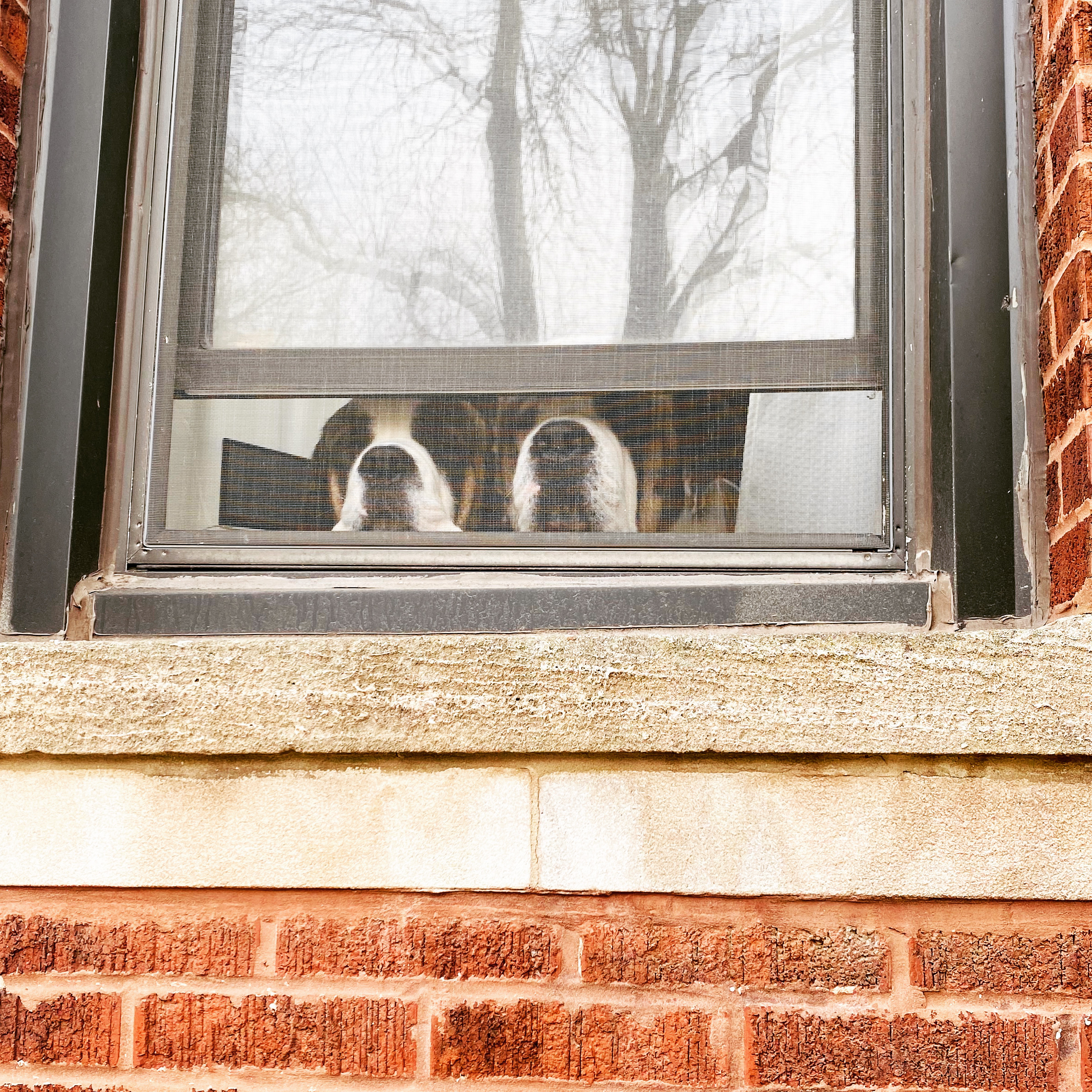 Herbert and Eleanor looking through a window.